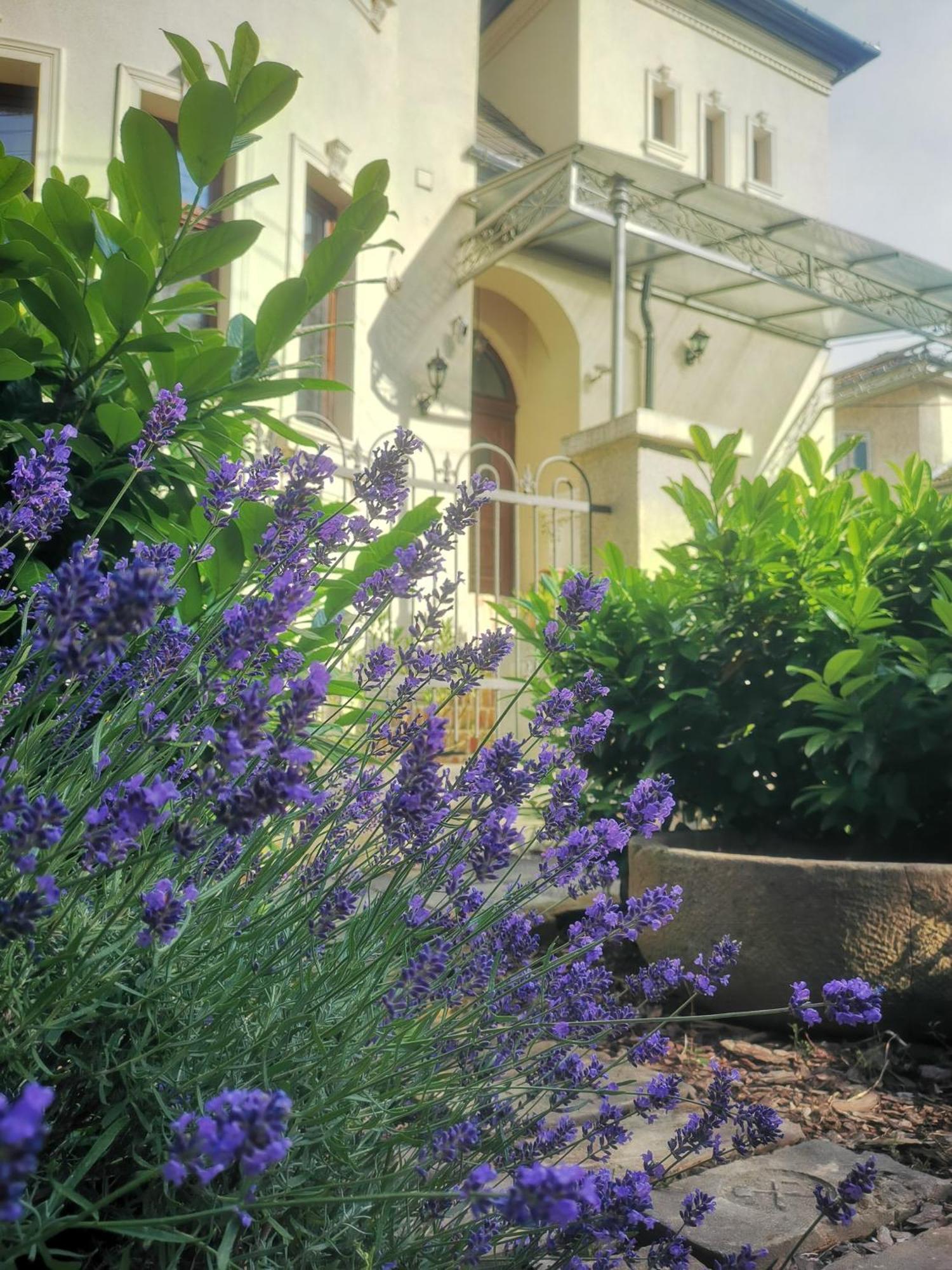 Kuria Apartman With Private Jacuzzi And Pool Budapest Eksteriør billede